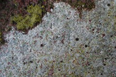 Trapelia placodioides