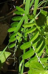 Vicia hirsuta