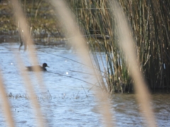 Heteronetta atricapilla