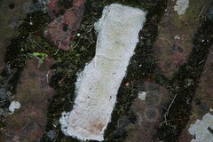 Trapelia placodioides