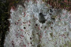 Trapelia placodioides