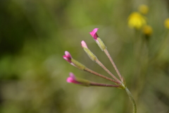 Pelargonium alchemilloides