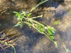 Murdannia keisak