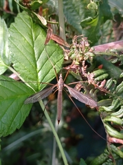 Tipula