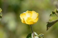 Abutilon sonneratianum