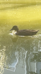 Anas platyrhynchos domesticus