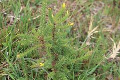 Ulex minor