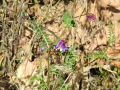 Vicia villosa