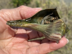 Clibanarius vittatus