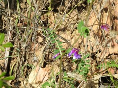 Vicia villosa