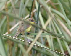 Pseudocolopteryx citreola