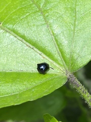 Tragopini