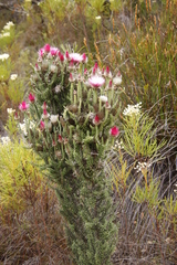 Phaenocoma prolifera