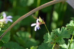 Pelargonium grossularioides