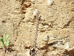 Umbilicus rupestris