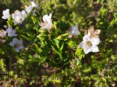 Lobostemon glaucophyllus