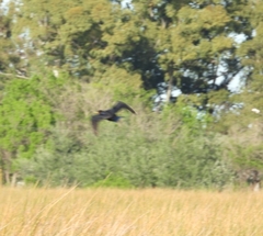Nannopterum brasilianum