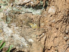 Cladonia chlorophaea