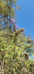 Vitex