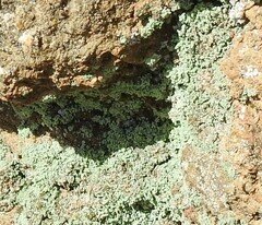 Cladonia chlorophaea