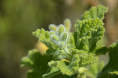 Pelargonium panduriforme