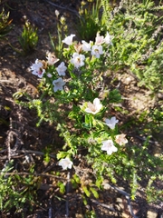 Lobostemon glaucophyllus