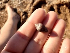 Conus ventricosus