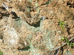 Cladonia chlorophaea