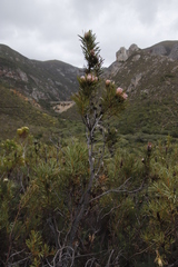 Protea compacta × longifolia
