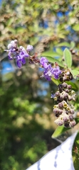 Vitex