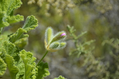Pelargonium panduriforme