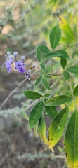 Vitex