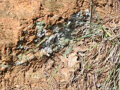 Cladonia chlorophaea