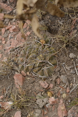 Gymnocalycium pugionacanthum