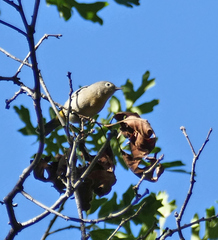Leiothlypis virginiae