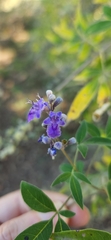 Vitex