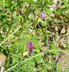Vicia sativa nigra