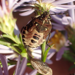 Carpocorini