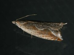 Ancylis diminutana