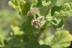 Pelargonium panduriforme