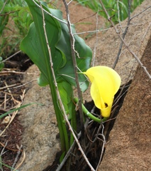 Zantedeschia pentlandii