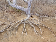 Bursera graveolens