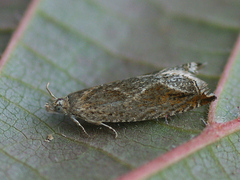 Ancylis diminutana