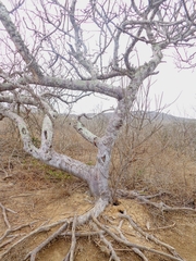 Bursera graveolens