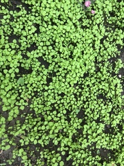 Stellaria media