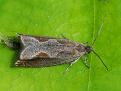 Ancylis diminutana