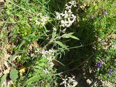 Chaerophyllum nodosum