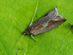 Ancylis diminutana