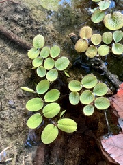 Salvinia minima