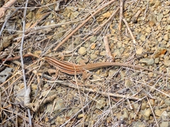 Medopheos edracanthus